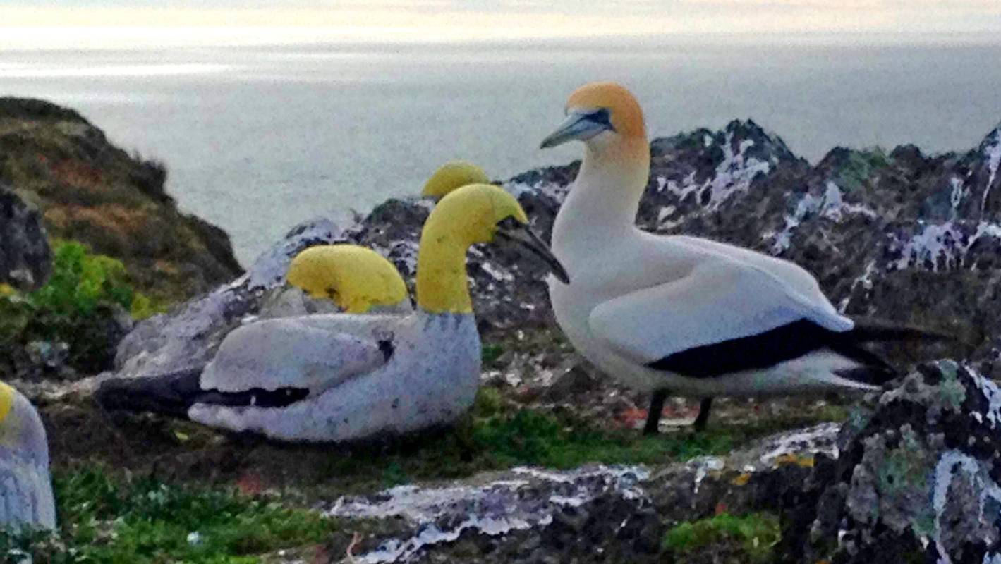 Олуша Найджел: полная история жизни