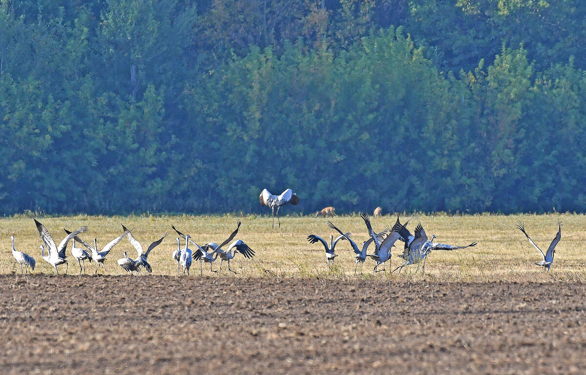 Как тысячи владимирских журавлей ивановский ячмень вытоптали